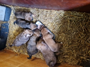 Cățeluși pentru adopție!