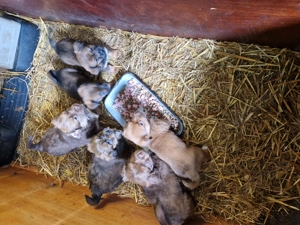 Cățeluși pentru adopție! - imagine 5