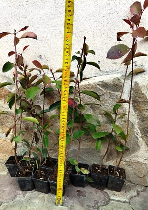 Photinia Red Robin (gard viu)