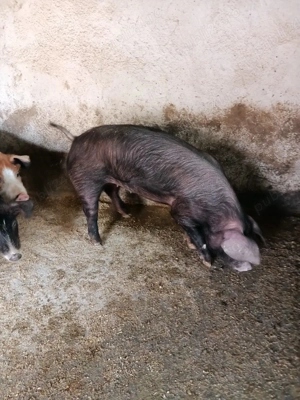 porci de vânzare  - imagine 2