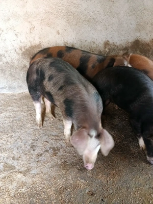 porci de vânzare  - imagine 5