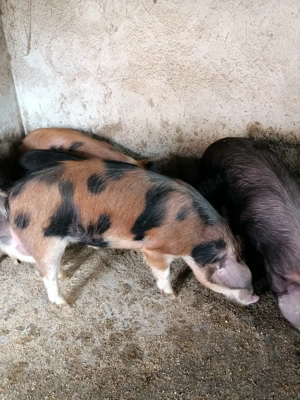 porci de vânzare  - imagine 3