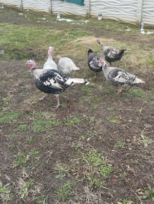 Vand 5 curci și un curcan