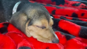 Beagle Caine - imagine 3