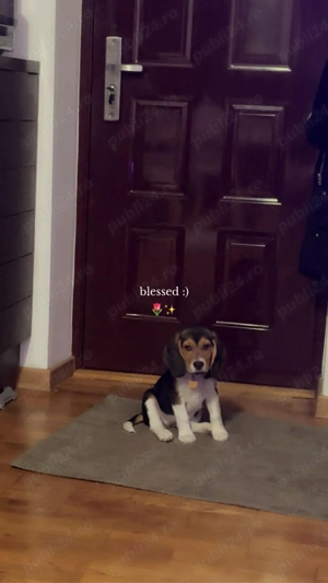 Beagle Caine - imagine 2