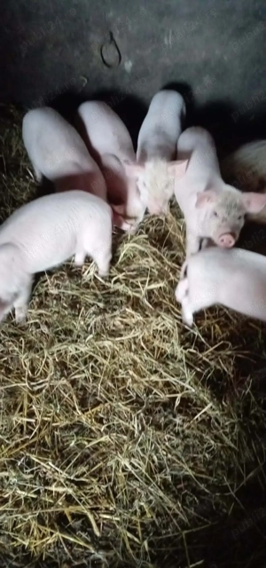 Purcei de vanzare - imagine 2