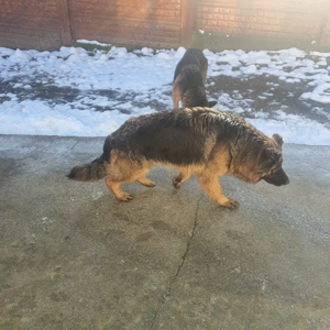 femeluță foarte bună de pază  - imagine 2