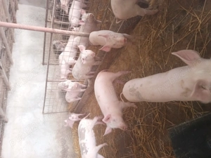 Purcei de vânzare  - imagine 2