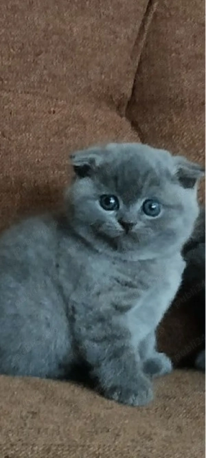 scottish fold blue!!!