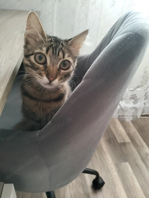 Norvegiană de Pădure  - imagine 3