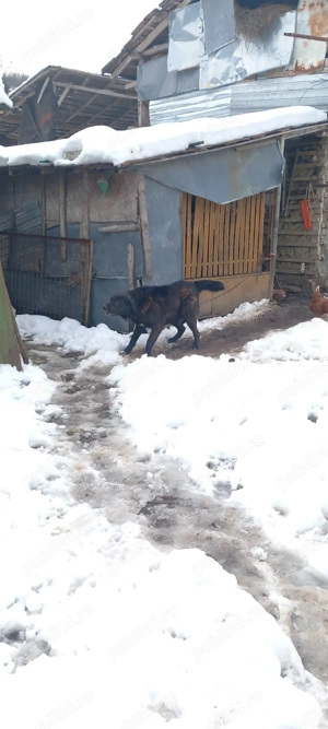 vand caine ciobanesc corb 