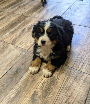 Ciobanesc de Berna - mascul - imagine 5