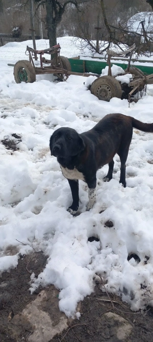 vand caine ciobanesc corb  - imagine 2