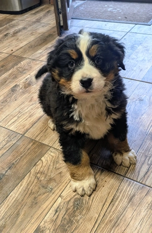 Ciobanesc de Berna - mascul - imagine 4