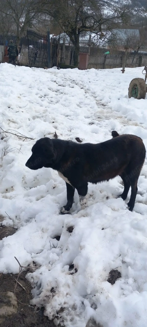 vand caine ciobanesc corb  - imagine 4