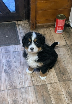 Ciobanesc de Berna - mascul - imagine 3