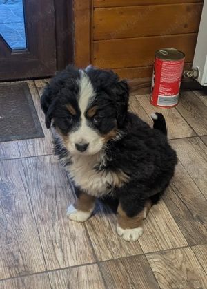 Ciobanesc de Berna - mascul - imagine 2