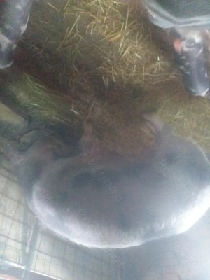 Vând  4  purcei de șase săptămâni 300 de lei bucata - imagine 2