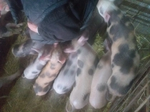 Vând 9 purcei de șase săptămâni 300 de lei bucata