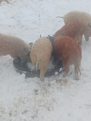 Mangalita  - imagine 3