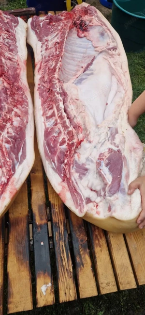 Porci de carne crescuti cu porumb si uruiala de la 110kg 120kg 130kg 140kg 150kg  - imagine 2