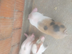 Vând 3 purcei de șapte săptămâni 1000 de lei toți trei - imagine 2