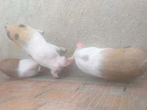 Vând 3 purcei de șapte săptămâni 1000 de lei toți trei - imagine 3