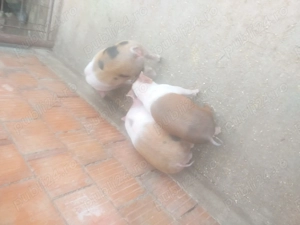 Vând 3 purcei de șapte săptămâni 1000 de lei toți trei