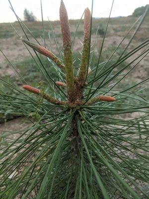 vând puieți pentru replantare împădurire 