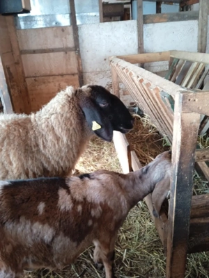 oaie sârbească talie mare - imagine 2