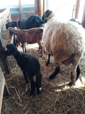 oaie sârbească talie mare - imagine 3