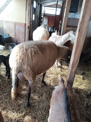 oaie sârbească talie mare - imagine 5