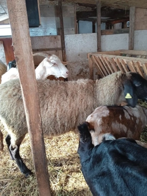 oaie sârbească talie mare - imagine 4