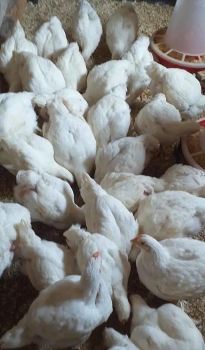 Pui de 3 saptamani si pui de carne intre 1,5-2,5 kg