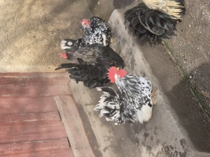 3 Cocosei chabo si o gainusa . - imagine 2