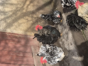 3 Cocosei chabo si o gainusa .