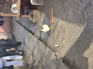 3 Cocosei chabo si o gainusa . - imagine 3