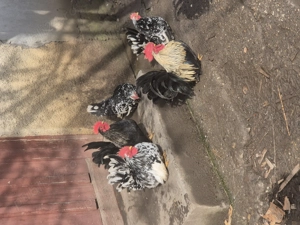 3 Cocosei chabo si o gainusa . - imagine 4