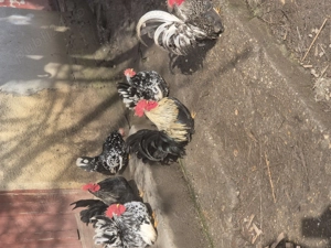 3 Cocosei chabo si o gainusa . - imagine 5