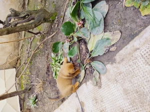 Teckel.4 cățelușe. - imagine 2