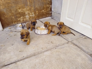 Teckel.4 cățelușe.