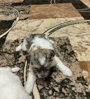 puiuti de catel bichon  - imagine 4