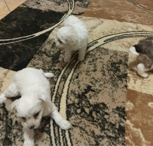 puiuti de catel bichon  - imagine 2