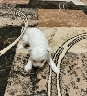 puiuti de catel bichon  - imagine 5