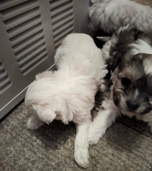 puiuti de catel bichon  - imagine 3