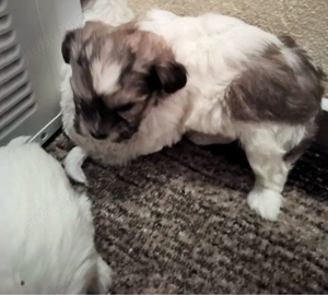 puiuti de catel bichon 