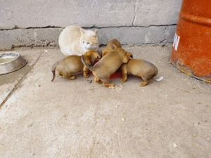 Teckel.4 cățelușe. - imagine 3