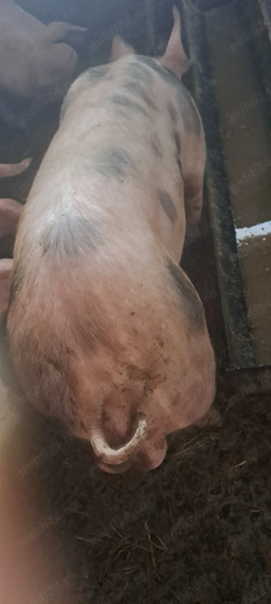 Vînd vier petran_marele alb 70 kg