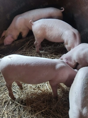 purceii landras - imagine 2