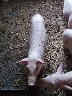 purceii landras - imagine 3